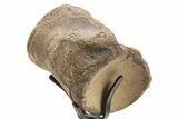 Polished Fossil Mosasaur Vertebra w/ Metal Stand - Texas #335044-2